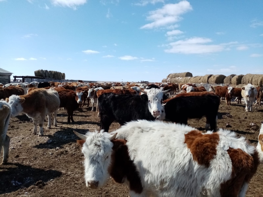 ​Фермерское хозяйство из Ононского округа приобрело 350 овец и 15 коров на средства гранта